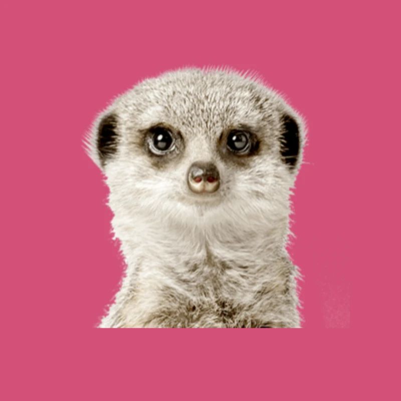 Suricate