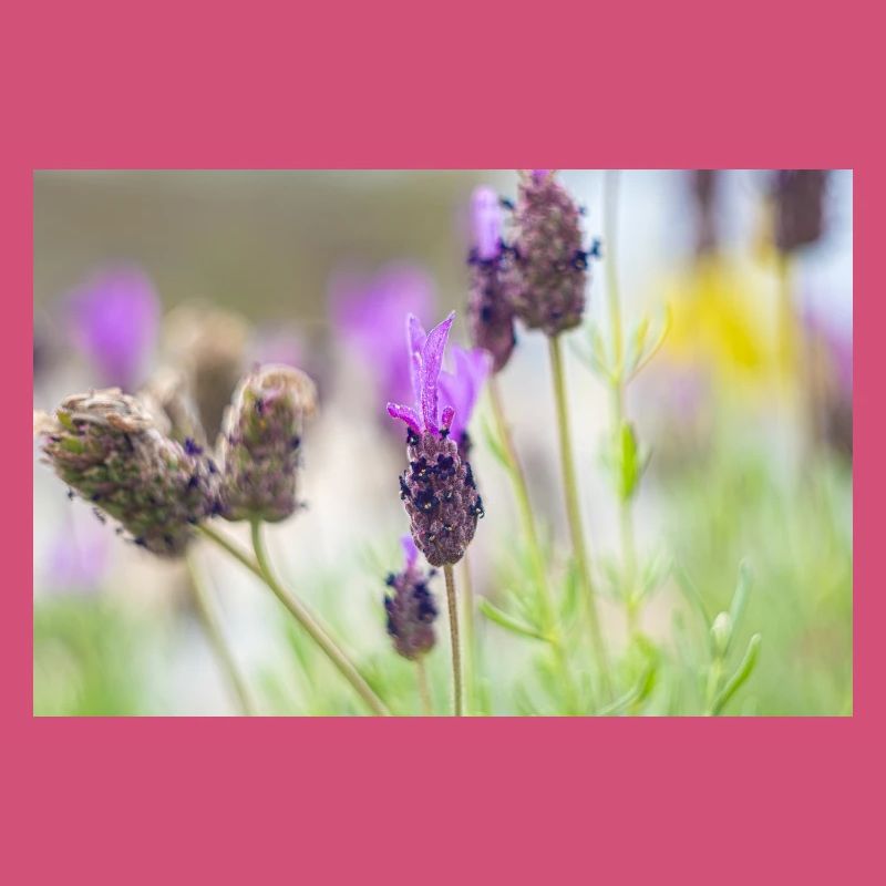 Lavande délicate en fleurs