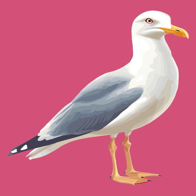 Küstenwolken Möwe