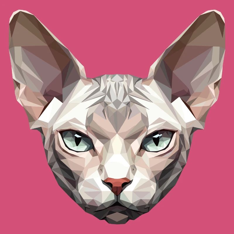 Sphynx Chat Sphynx Chat Chat Canadien Sphinx mignon