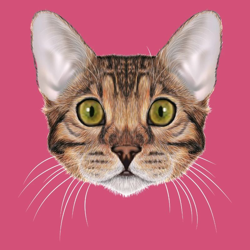 Chat du Bengale