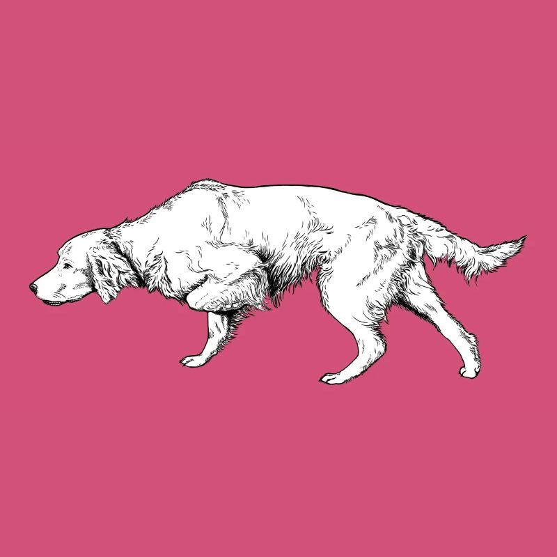 Setter ci-dessus