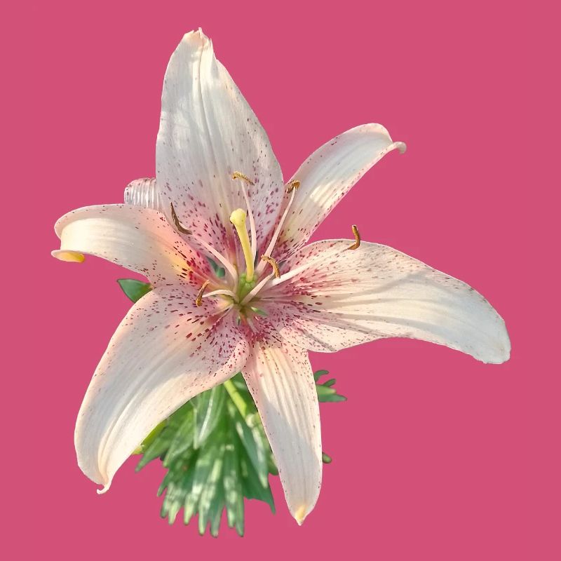 LYS ROSE