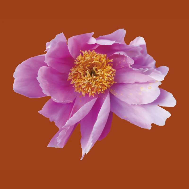 Peony_Dancing_in_Wind