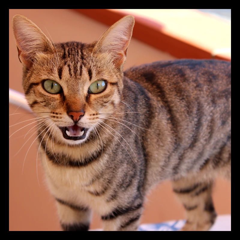 Chat chaton affiche chat carré affiche