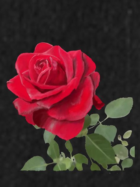 Red rose