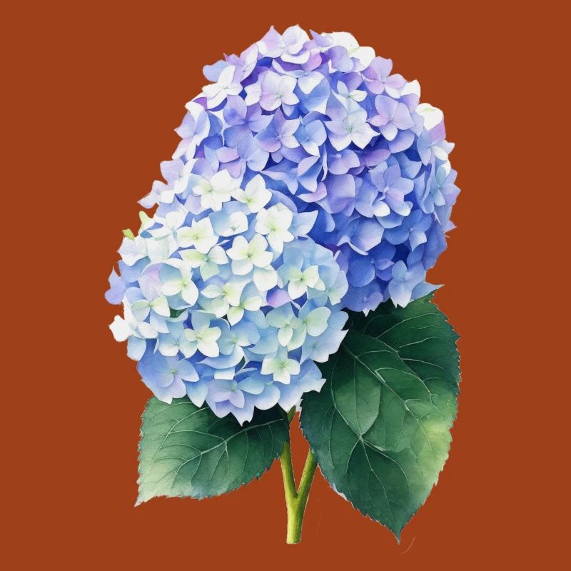 Hydrangea