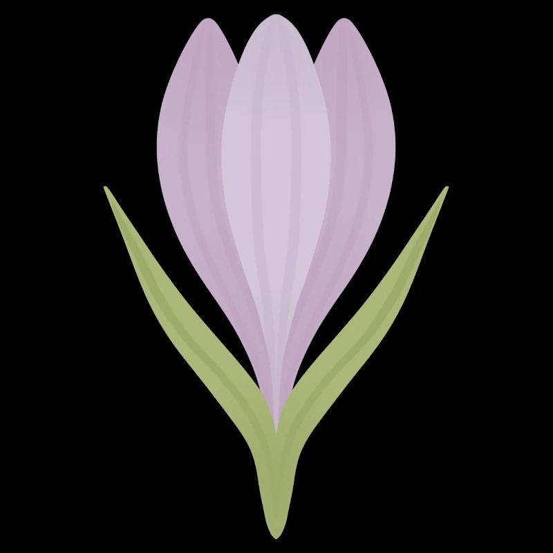 Lilac Crocus Bloom Illustration