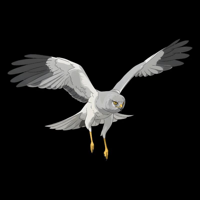 Hen Harrier Circus cyaneus