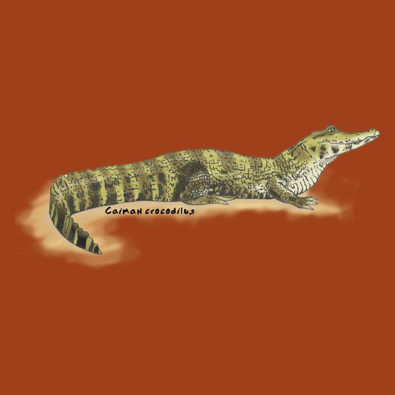 Baba (Kaiman-Krokodil)