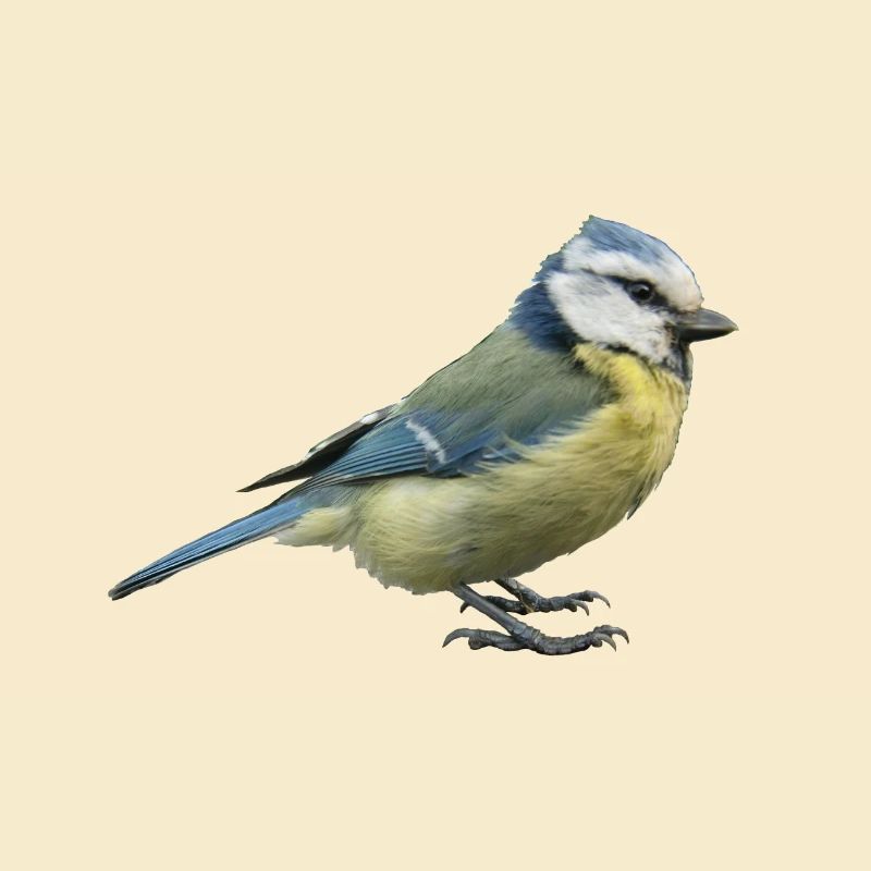 Blue tit 2