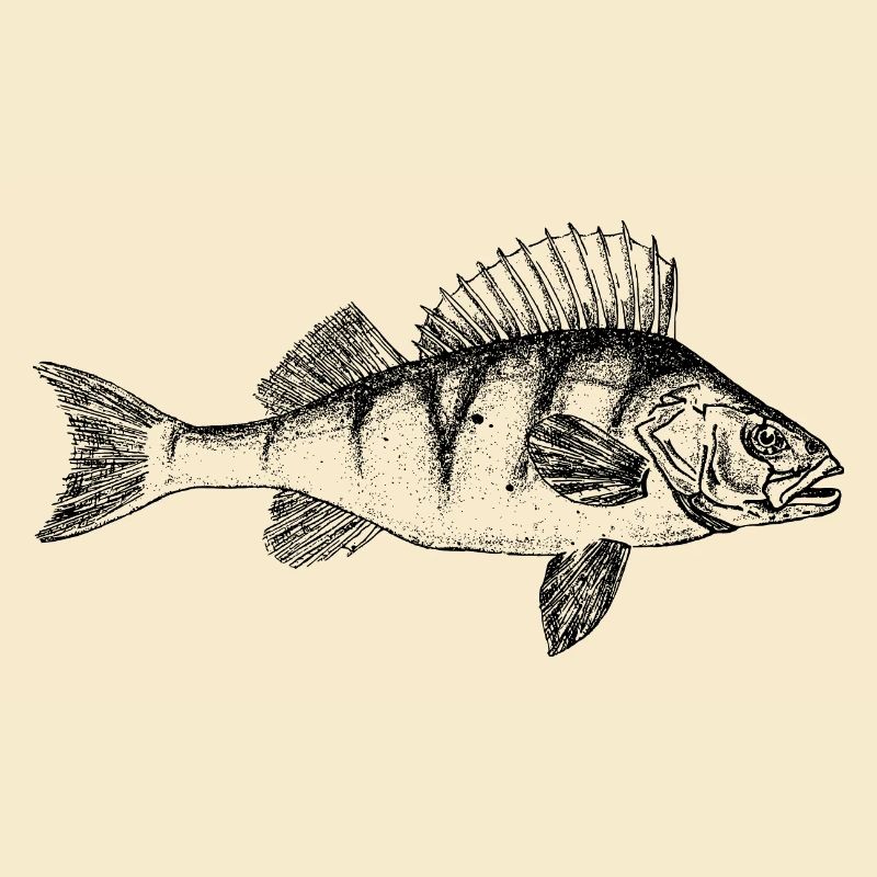 Barsch Perch Motiv