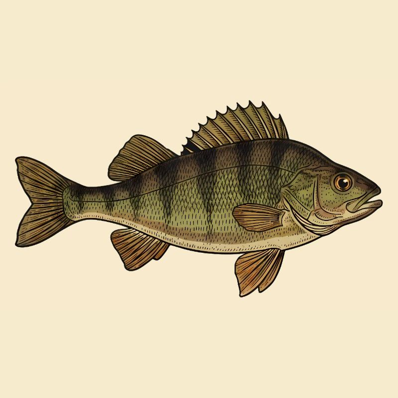 Realistic Perch Fish Vector