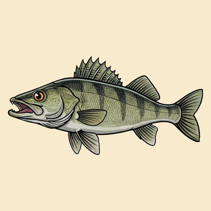 Zander Raubfisch Angeln