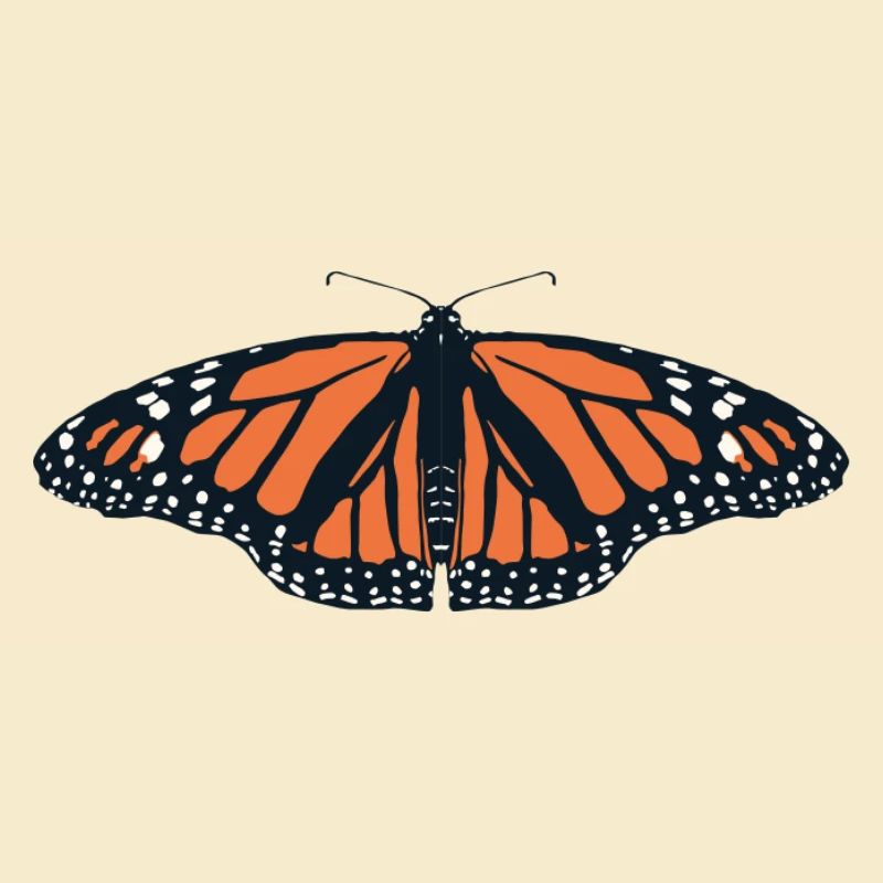 Papillons : Le papillon monarque