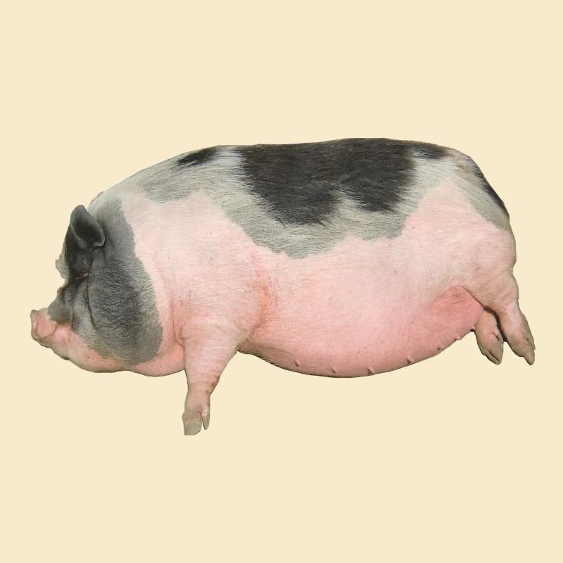 cochon