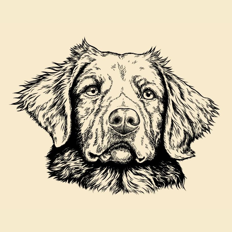 Nova Scotia Duck Tolling Retriever