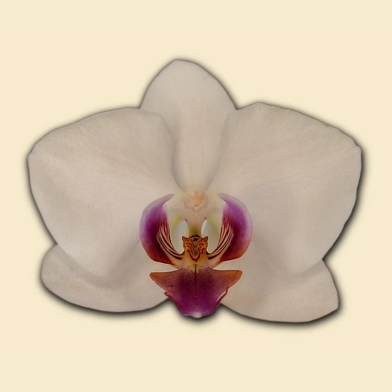 Orchidées