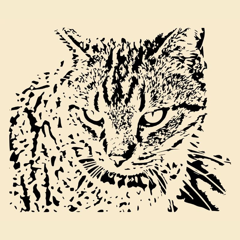 chat chaton noir mignon