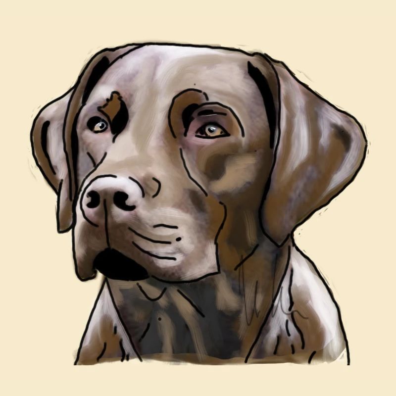 Labrador