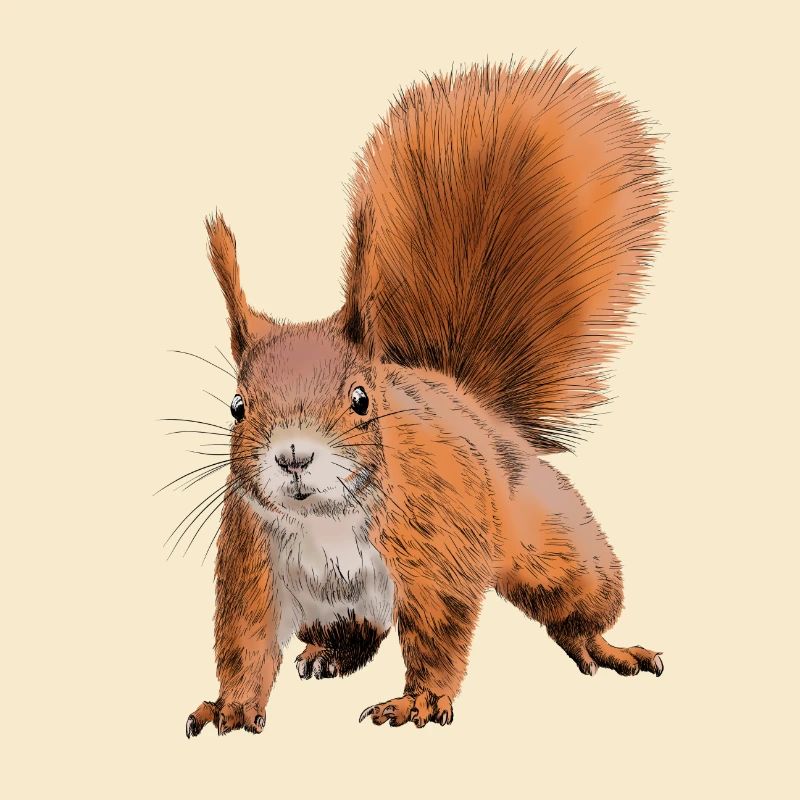 Fabelhafter Eichhörnchen Druck