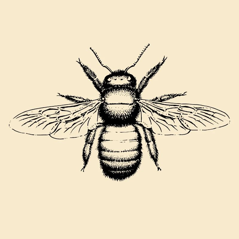 Xylocopa