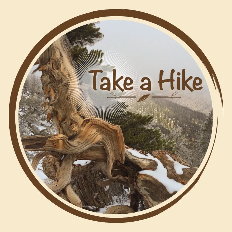 old gnarled tree on the Pacific Crest Trail