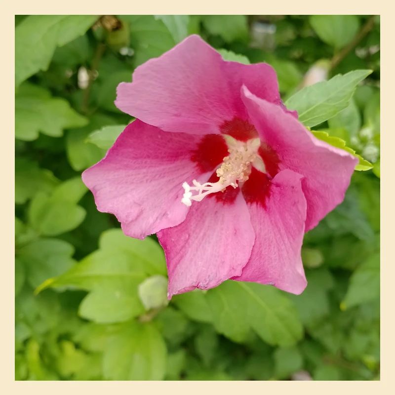 Rosa Hibiscus (Straucheibisch )