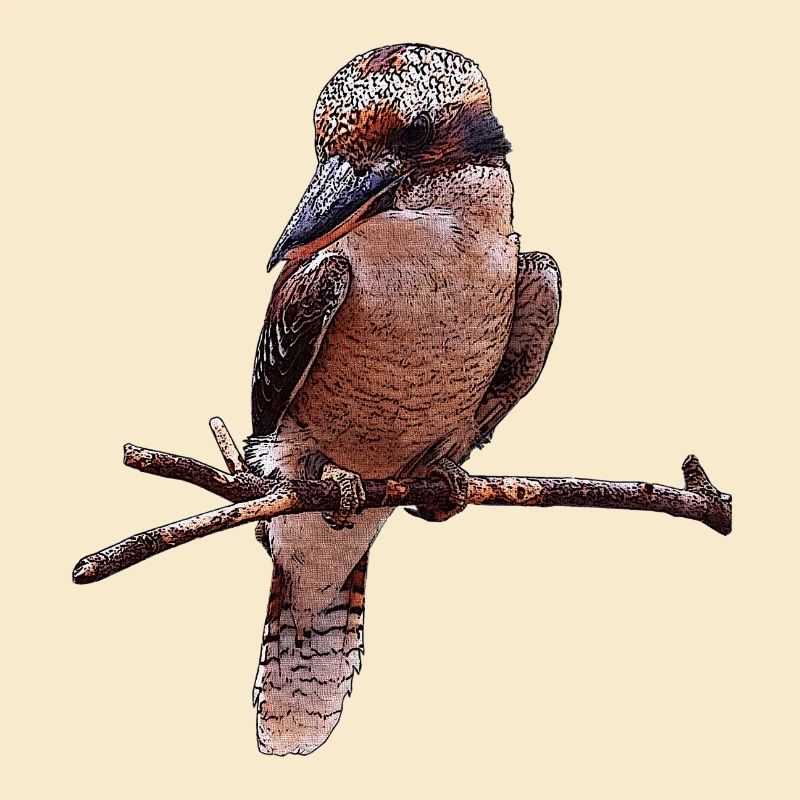 Jägerliest, australien, vögel
