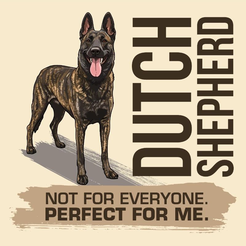 Dutch Shepherd - Dutchie 