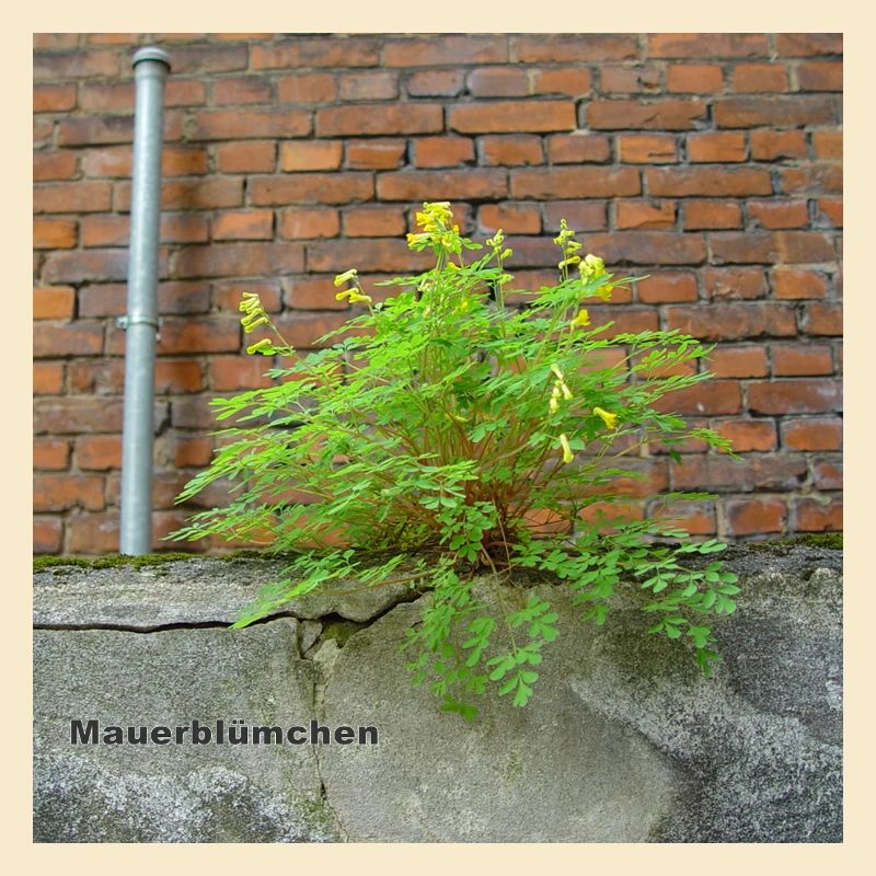 Mauerblümchen am Mauerwerk