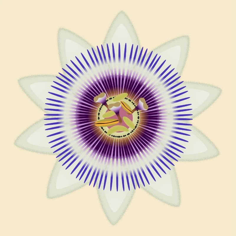 Kunstvolle Blüte einer Passionsblume