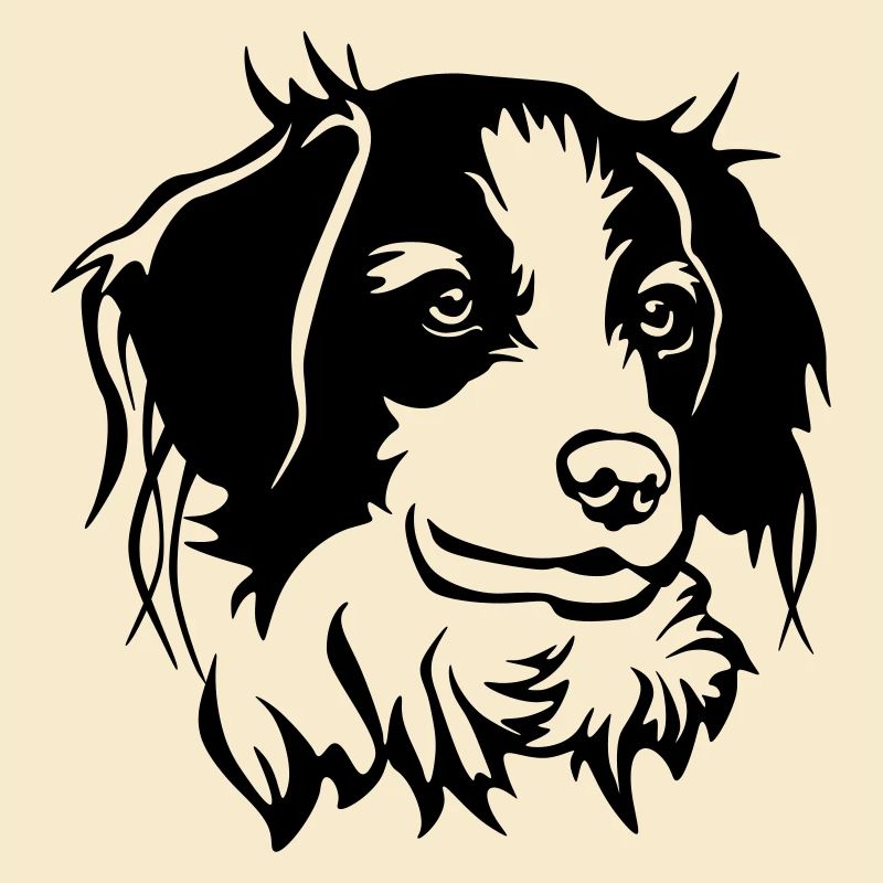 Kooikerhondje Kopf