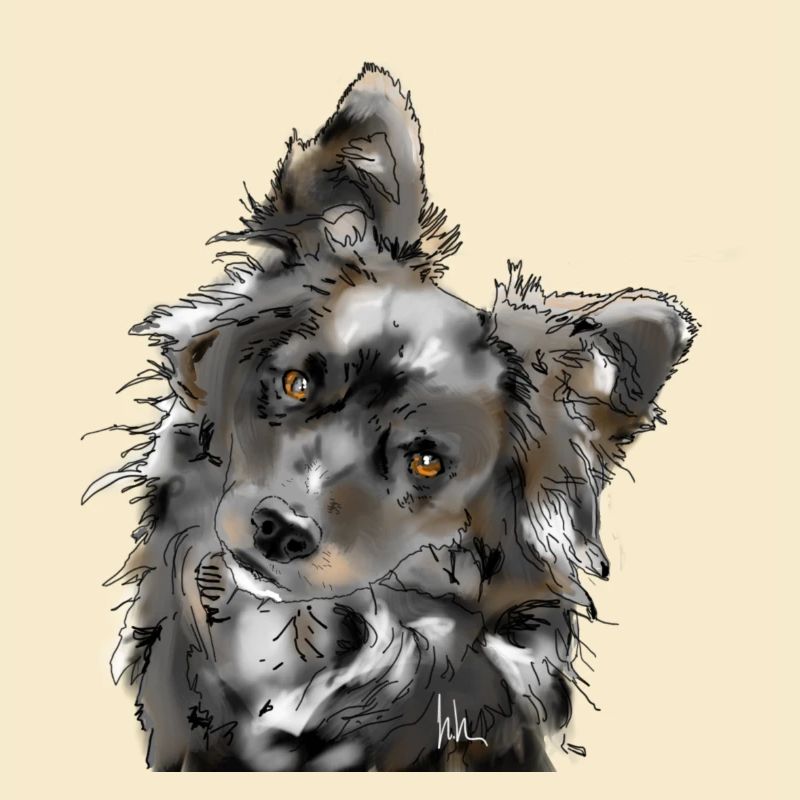 Australian Shepherd