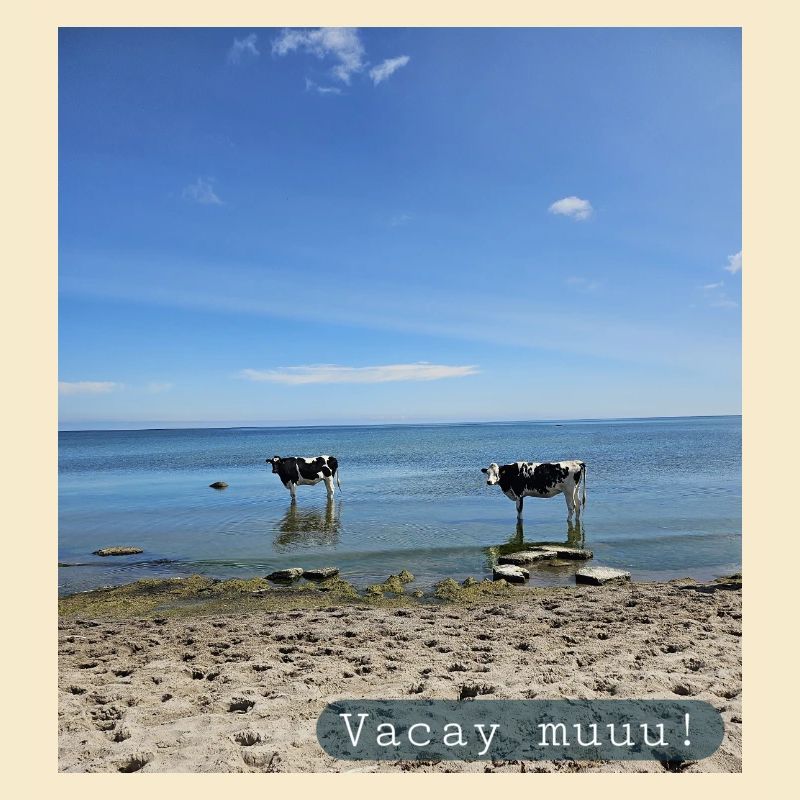 Vacation, muuu