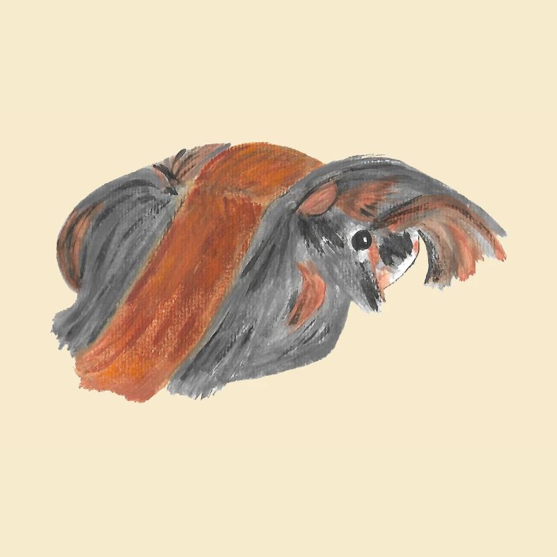 Peruvian guinea pig
