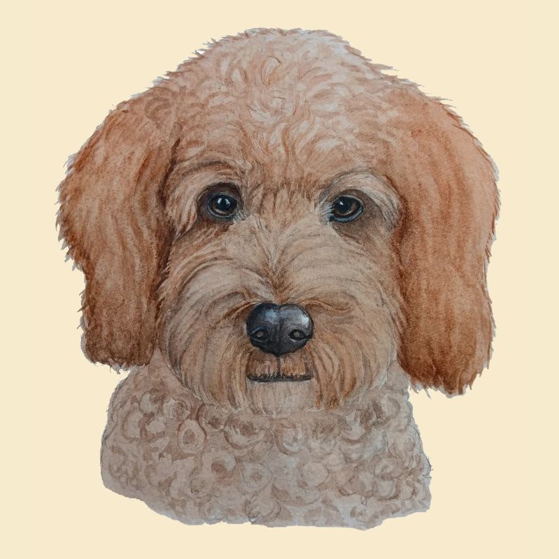 Labradoodle