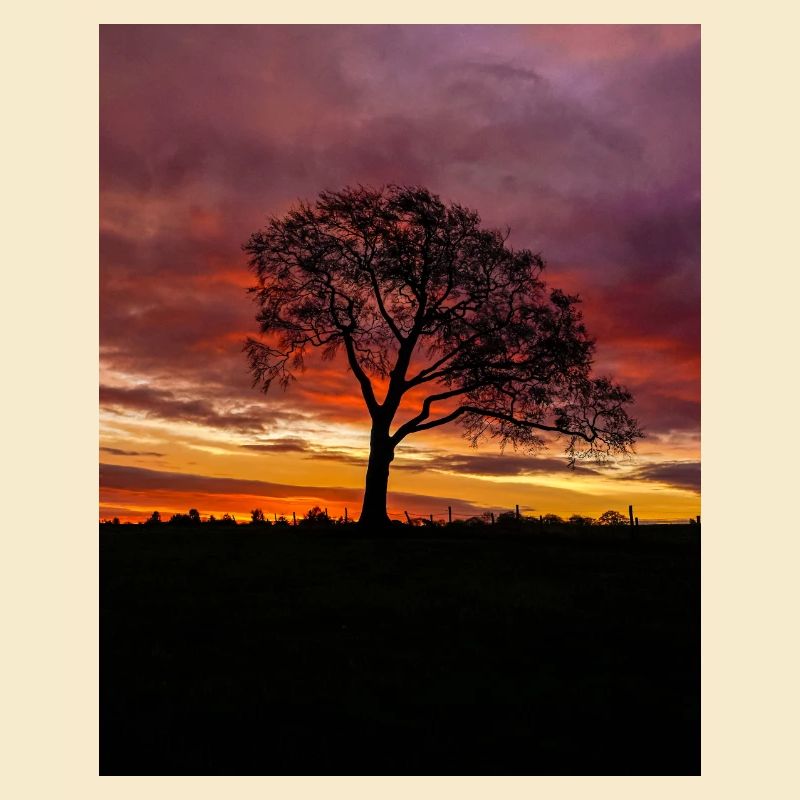 Coloré lever de soleil ciel solitaire silhouette d’arbre