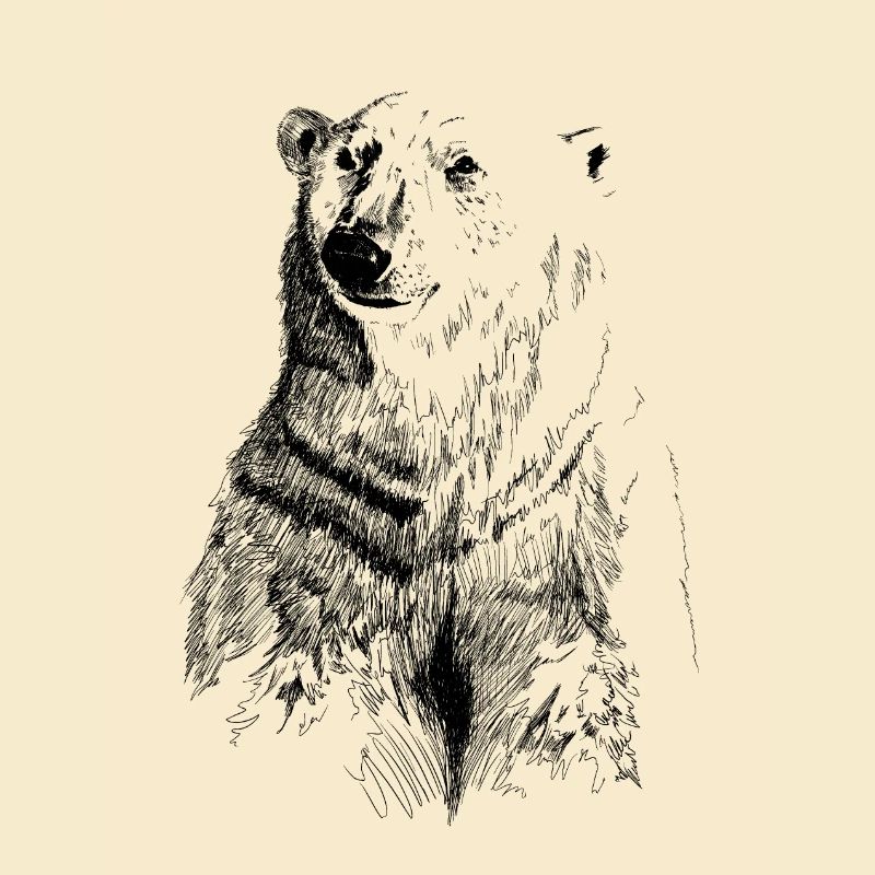ours blanc