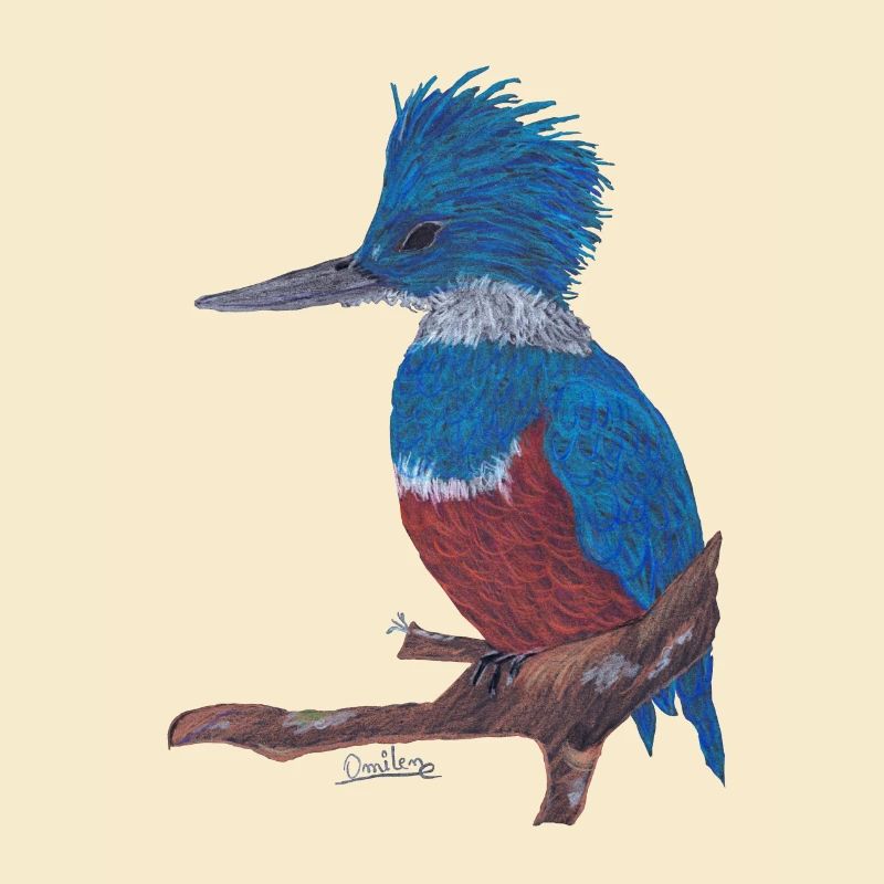 Ein charismatischer Eisvogel.