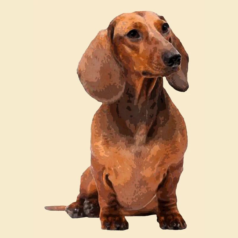 Short-haired dachshund