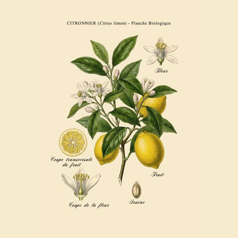 Vintage Lemon Tree Botanical Board