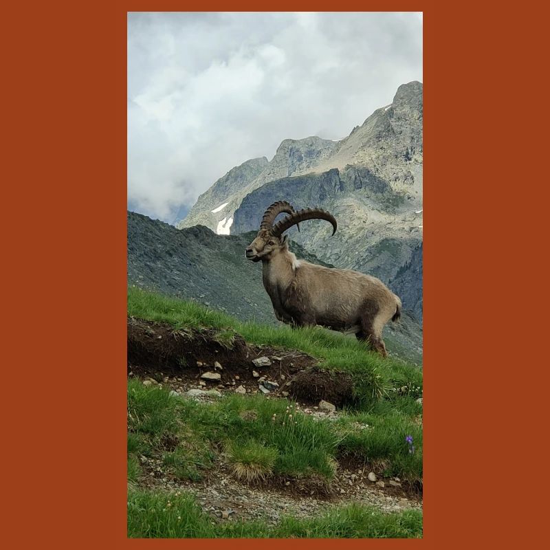 Steinbock