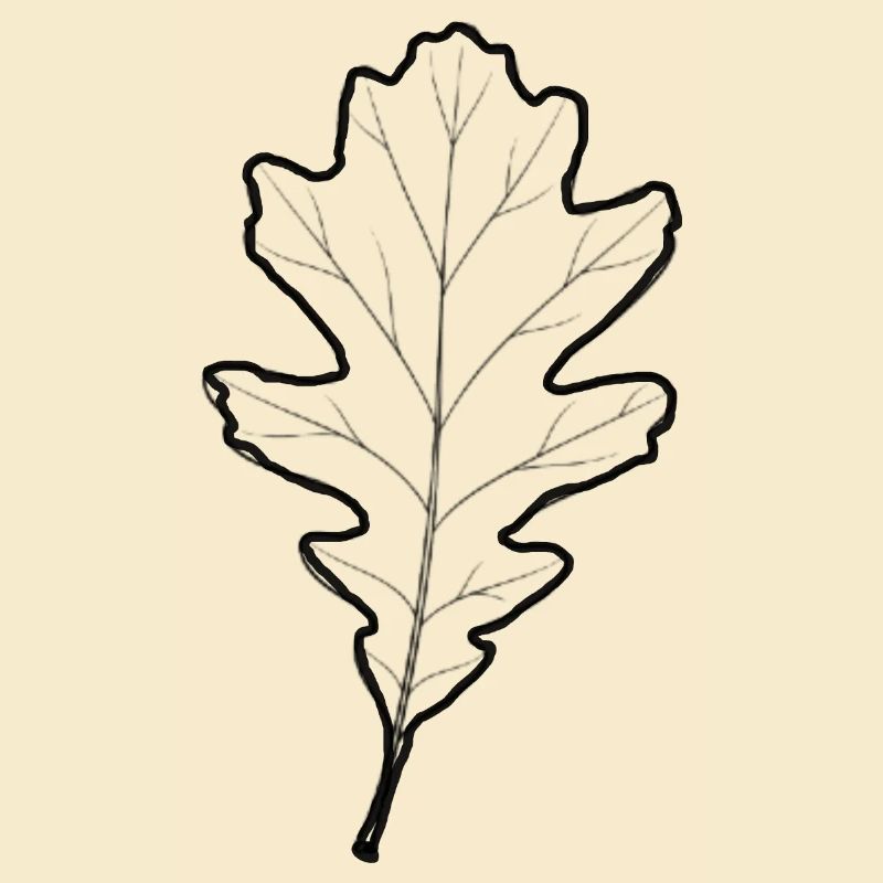 LiGu-Design - Eichenblatt Umriss