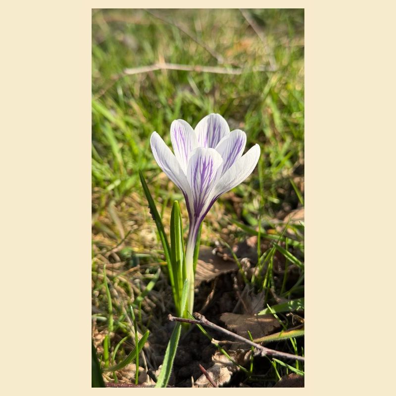 crocus