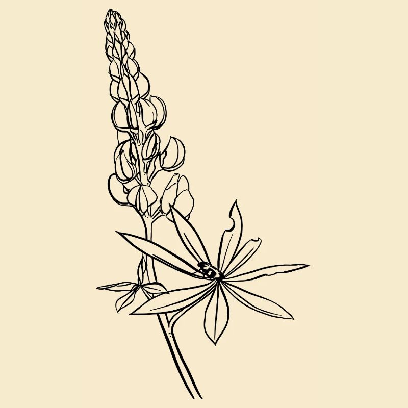Lupine mit Kaefer