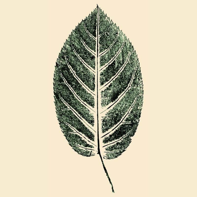 Beech Sheet / Leaf / GREEN