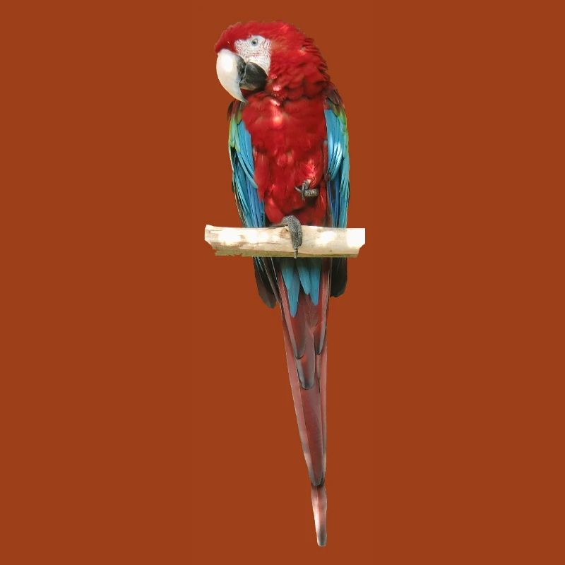 Ara
