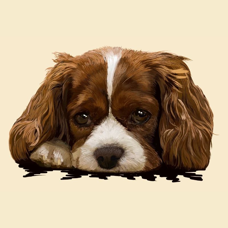 spaniel