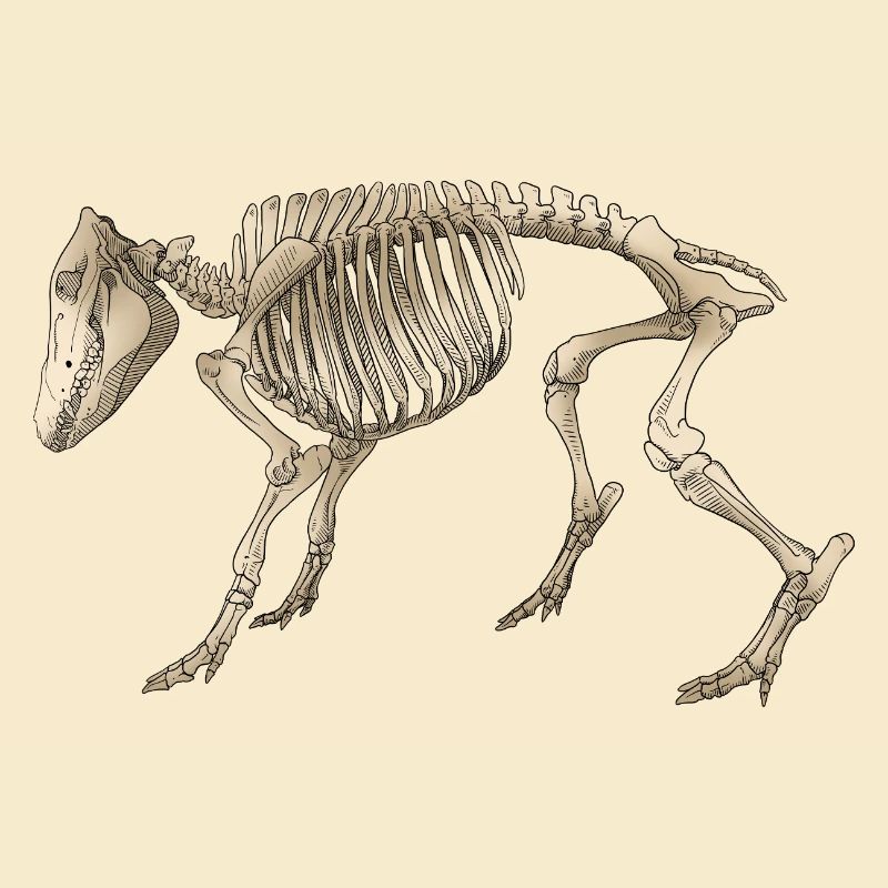 Illustration Boar Skeleton